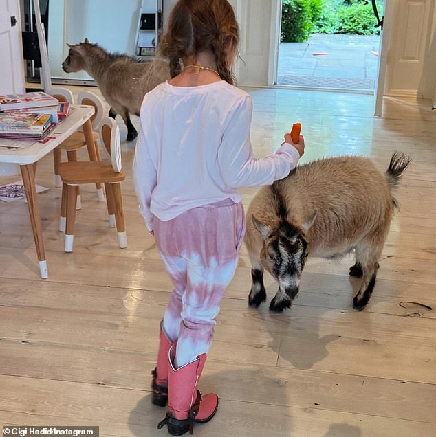 Elsewhere in Gigi's Instagram slideshow, little Khai sported cowboy boots while feeding two American Pygmy goats carrots inside her family's $3.7M, 32-acre Carousel Farm property in New Hope, PA