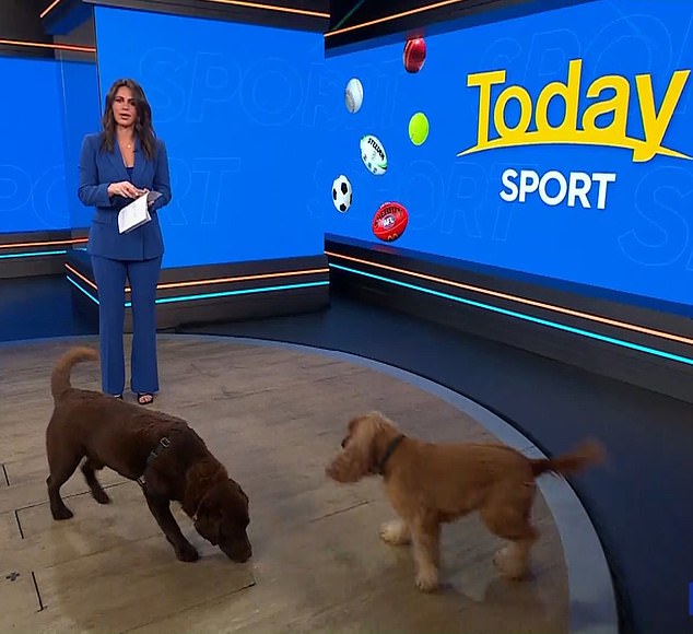 To mark Bring Your Dog to Work Day, the Today show sports reporter, 34, brought her beloved pet into work to perform some tricks - but things didn't quite go according to plan