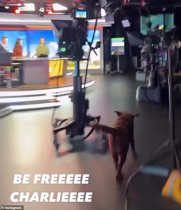 Charlie bolted across the set, running laps around the studio and running up to the desk of surprised co-hosts Karl Stefanovic and Sarah Abo, leaving Danika flustered