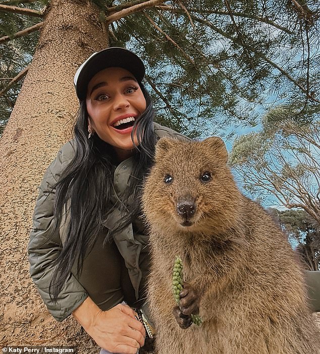 In the photodump, Katy shared an array of snaps from her time Down Under, including a day at Rottnest Island, which is famous for its friendly quoakkas