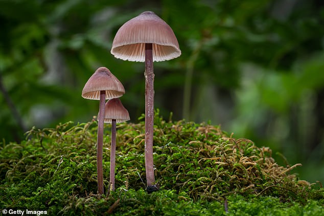 Magic mushrooms are a type of hallucinogenic drug which can affect a person's thoughts. They can either be eaten or made into tea