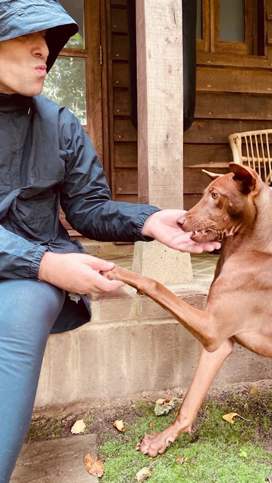 Man shaking hands with his brown dog.