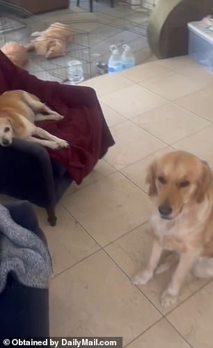 Phypers also complained about Richards's allegedly chaotic lifestyle that includes having a pack of 15 rescue dogs who he claims are allowed to defecate all over her home