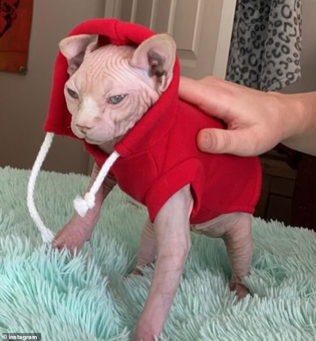 'Creature the cat was my best f***ing friend,' he expressed as the other members prepared to play the next song